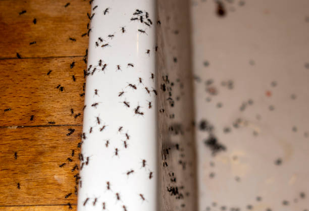 Best Bed Bug Extermination  in Roanoke Rapids, NC