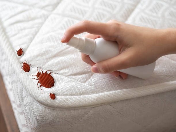 Best Affordable Pest Control Services  in Roanoke Rapids, NC