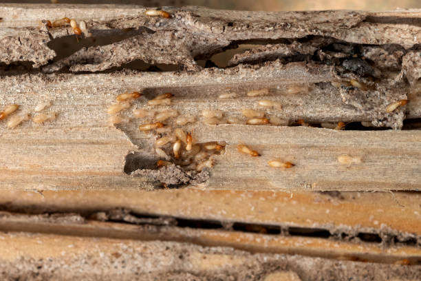 Pest Control Cost in Roanoke Rapids, NC