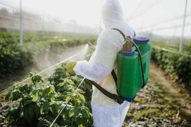 Best Bed Bug Extermination  in Roanoke Rapids, NC